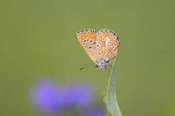 Butterfly on a flower