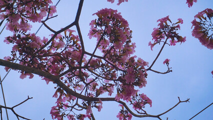 Pink flower, Chompoopantip or Tabebuya or Tabebuia is blooming with blue sky background