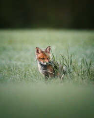 Fox kitten cup puppy behind a bush in finland during sunrise mist morning tiny fox