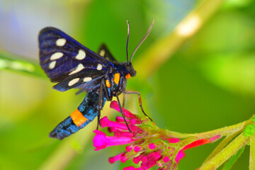 Butterfly on a flower