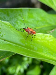 Fototapeta premium green shield bug