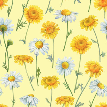 Seamless pattern with meadow, field yellow and white chamomile flowers (cota, daisy, chamomilla, kamilla). Watercolor hand drawn painting illustration, isolated on yellow background