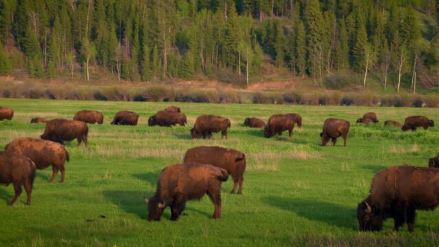 Herd of bison grazing in Grand Teton National Park at sunset, Wyoming