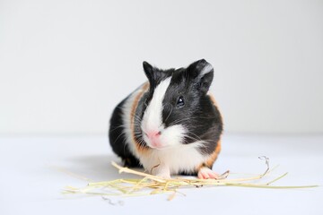 Tricolor guinea pig on a white background eats food from a bowl. A pet, a rodent.