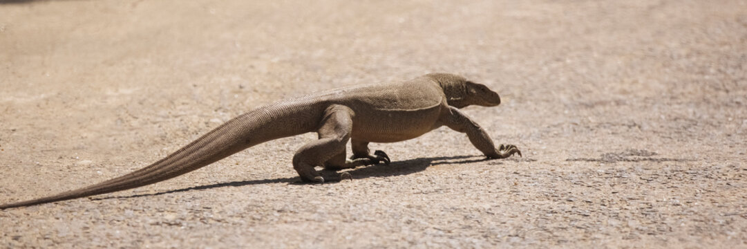 Monitor Lizard In The Road In Sri Lanka