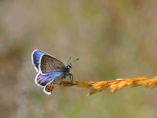 Butterfly on a leaf
