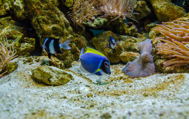 Fototapeta na wymiar Fish in an aquarium behind glass.