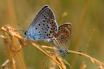 Butterfly on the branch