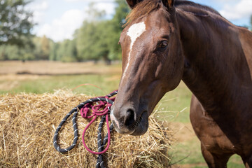 The horse eats hay against the backdrop of a summer pasture. Portrait. Halter rope