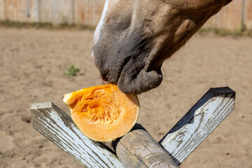 horse eats autumn fruit, hay. Pumpkin, apples. Nutrition, horse breeding. Equestrian theme