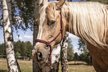 Portrait of a beautiful palomino horse in a pasture by birch trees. Autumn background. American Quarter Horse - obrazy, fototapety, plakaty