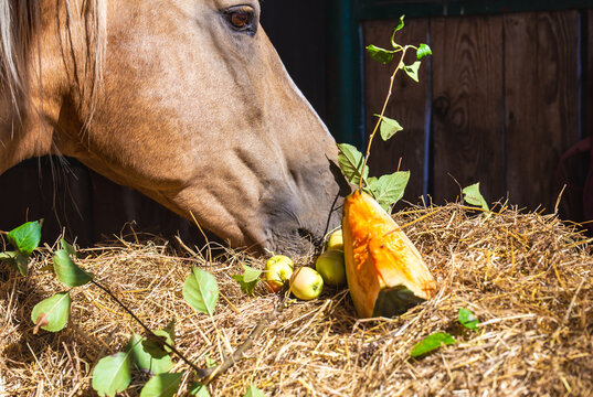 horse eats autumn fruit, hay. Pumpkin, apples. Nutrition, horse breeding. Equestrian theme