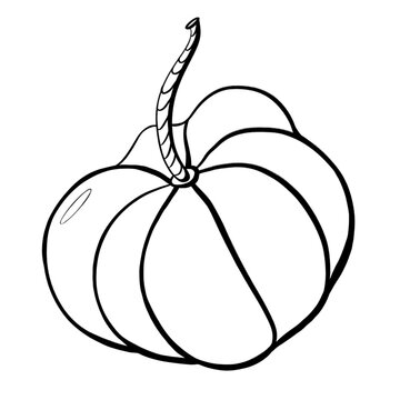 contour black line sketch simple element for design graphic image of vegetables natural style icon pumpkin autumn season holiday halloween isolated on white background