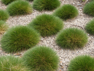 (Festuca gautieri) Bearskin or spiky fescue Fresh and sweet green grass with bare stalks decorating a rocky space