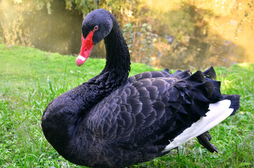 Portrait of elegant  black swan Cygnus Atratus   peacefully sitting on the green grass  in the park near the lake. Black swan close up photo outdoors in summer time. 