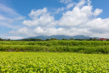 Fototapeta na wymiar 八ヶ岳高原の段々畑でのソバ栽培