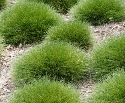 Festuca gautieri  | Spiky fescue or bearskin fescue, green grass with bare stalks cultivated in a rock garden