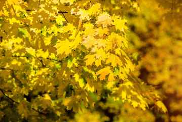 Autumn background-yellow maple leaves in the city Park
