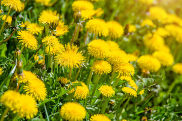 Yellow dandelions blooming on grass background
