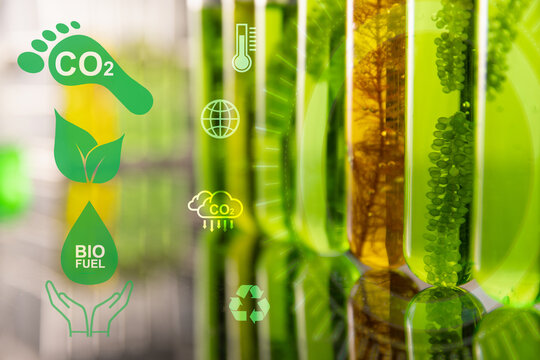 Photosynthesis Algae Images – Browse 3,550 Stock Photos, Vectors, and