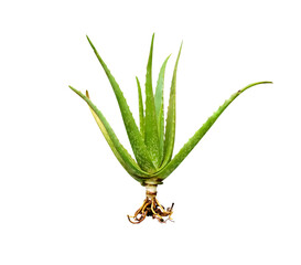 Aloe vera tree with roots or Aloe Barbadensis Miller ( Star cactus,  Aloin, Jafferabad, Barbados) isolated on white background, clipping path macro