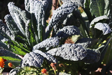 cabbage leaves kale bush closeup in vegetable garden selective focus