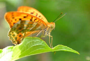 Butterfly on leaf