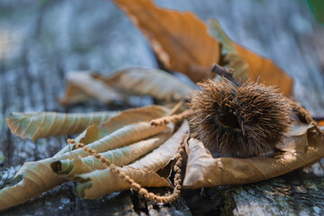 chestnut with dry leaves in autumn