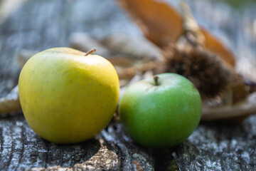 green apples in autumn on the table