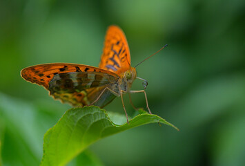 Butterfly on leaf