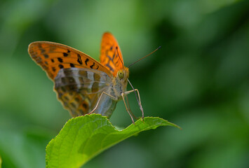 Butterfly on leaf
