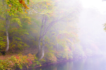 霧の雨飾高原、鎌池の紅葉の森