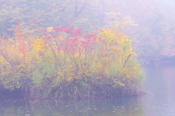 霧の雨飾高原、鎌池の紅葉の森