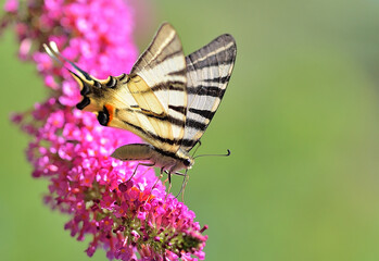 Butterfly on flower