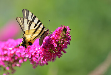 Butterfly on flower