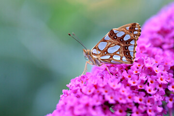 Butterfly on flower