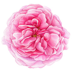  rose isolated white background, watercolor illustration, botanical painting. 
