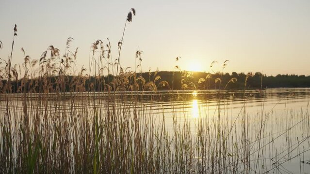 Setting sun breaks through stalks of river bulrush in evening