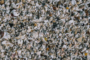 Close-up seashells on beach sand summer day. Abstract ocean background pattern collection