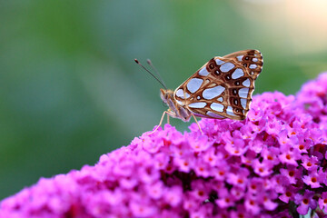 Butterfly on flower