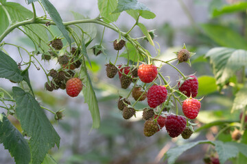 A close-up photo of a bunch of ripe raspberries