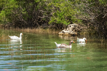 White geese swim in the lake. Photo