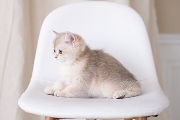 shorthair british cat sitting on a chair