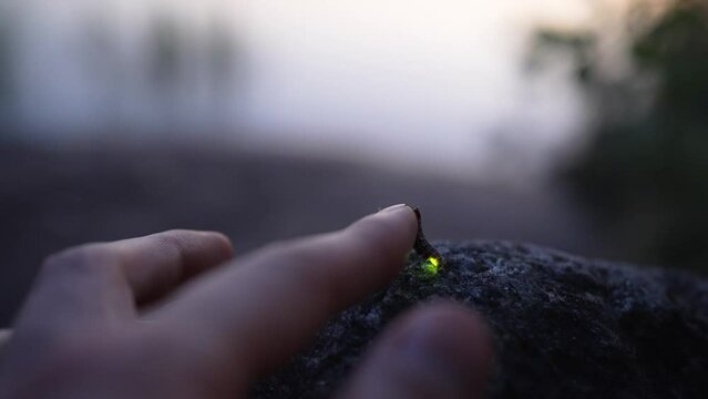 Firefly on tourist finger getting ready to take off macro
