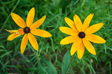Fototapeta na wymiar Two yellow rudbeckia flowers