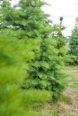 Young green pine