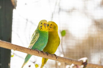 Happy pair of brightly coloured pet budgies together on perch