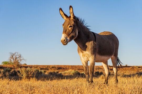 Fototapeta Side on view of a wild donkey in a arid landscape with a clear blue sky behind