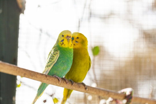 Happy pair of brightly coloured pet budgies together on perch