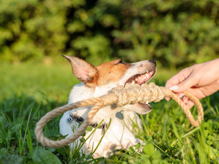 A dog with its mouth wide open plays with a rope toy in the park